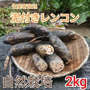 愛知産！ 朝採れレンコン 土付き蓮根 2kg 無農薬 れんこん 自然栽培