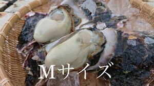 九十九島 岩ガキ　13キロ（滅菌処理済み）　大ぶり　長崎　九州　佐世保　新鮮　【送料別】　生食　200g 前後/個