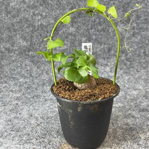 【鉢ごと発送】アフリカ型 亀甲竜 / Dioscorea elephantipes / 3号鉢 / 塊根・多肉植物【現品】 24-10-3-26