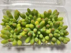 多肉植物カット苗乙女心