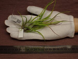 Tillandsia bulbosa Hybrid チランジア・ブルボーサ ハイブリッド 221●エアプランツEP