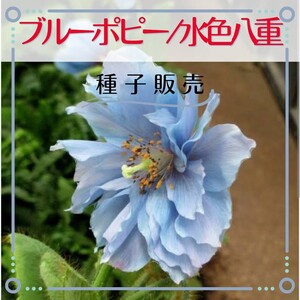 追跡番号付【種子販売】ヒマラヤブルーポピー/水色八重*種子20粒