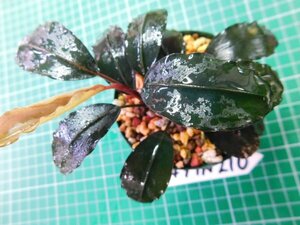 ◎2549TN210　 (自家栽培）水草　ブセファランドラ　Bucephalandra sp. 　ナンガタマン