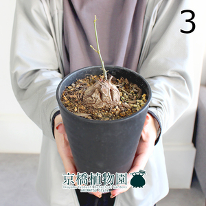 【現品】アフリカ亀甲竜 4号（3）Dioscorea elephantipes