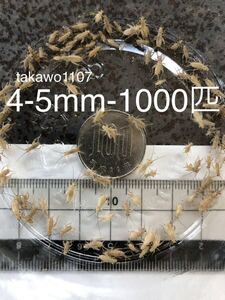 4~5㎜1000匹＋30% 死着補償有　ヨーロッパイエコオロギ●フタホシコオロギ より丈夫で管理しやすく 臭い少なめ。