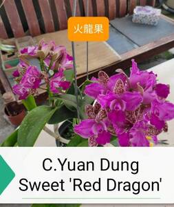 ◎洋蘭◎ Rlc.Yuan Dung Sweet 