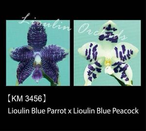 (^。 ^)(T4) 新入荷, Phal. (Lioulin Blue Parrot x Lioulin Blue Peacock)