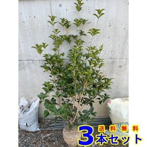 植木 ヒイラギモクセイ (柊木犀) 根巻 3本 樹高1.2ｍ前後 根巻