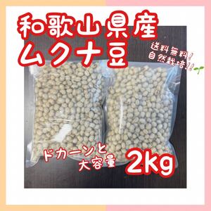 和歌山県産 ムクナ豆 2kg 栽培期間中農薬不使用 自然栽培 R6年産 八升豆 無肥料 大容量 お買い得