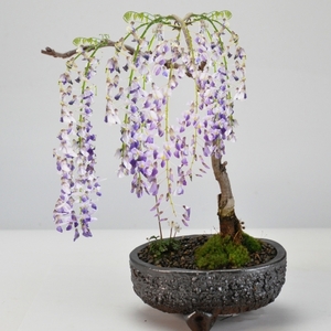 【開花終了】盆栽 藤の和の庭 寄せ植え 梅花オーレン 藤盆栽 鉢植え 花盆栽 ギフト 贈り物 おしゃれ モダン インテリア 一才藤 鉢花