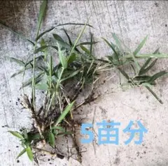 熊笹　苗　クマザサ　苗木　無農薬　隈笹　地下茎　コグマザサ　5苗分　5芽分