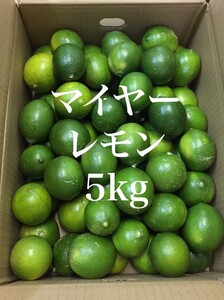 【熊本県産】国産 マイヤーレモン 5kg 家庭用 規格外品