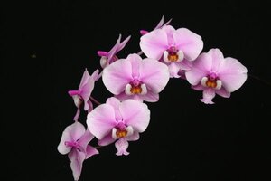 【瓶苗】【PNS-1B】Phal.Schilleriana 