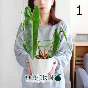 【現品】フィロデンドロン・ビレッティア 5号 白鉢（1）Philodendron billietiae