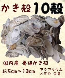 国内産 牡蠣殻10殻 アクアリウム 金魚 メダカ 錦鯉 熱帯魚 越冬 水質安定 生物濾過 バクテリア