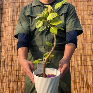 【鉢ごと発送】フィカス・アルテシマ / Ficus Altissima / 6号鉢 / 24-8-27-01