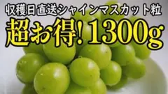 【訳あり約1.3kg超特価】山梨県産シャインマスカット※粒粒【収穫日発送】