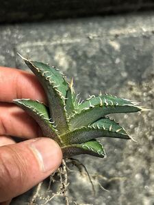 アガベ　オテロイ実生　わしゃわしゃ鋸歯　選抜個体　#agave oteroi 悪魔くん