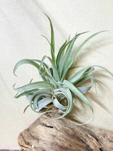 【Frontier Plants】 【現品】チランジア・カールソニアエ×チアペンシス　T. carlsoniae x T. chiapensis エアープランツ