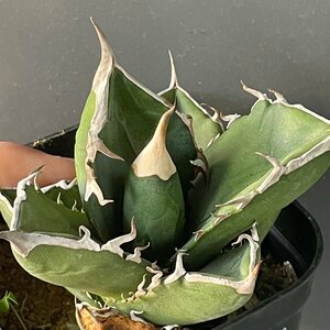 選抜　オアハカ産種子 チタノタ オテロイ 　6cm 　実生苗　| CACTUS.TOKYO　