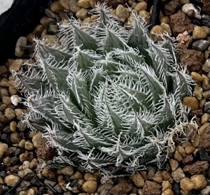 ハオルチア　Haworthia aristata MBB6899 Paddafontein MH03-156