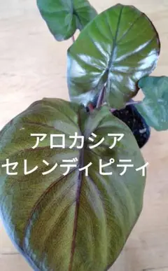 アロカシア セレンディピティ Alocasia Serendipity