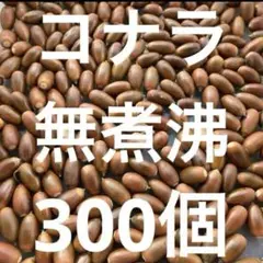 2024年産　無農薬　無煮沸　兵庫県産　コナラ　300個