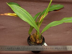 Coelogyne viscosa セロジネ・ビスコサ 742●ラン苗