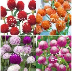 花の種　センニチコウ４種の種MIX