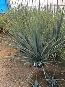 ユッカ ロストラータ Yucca rostrata