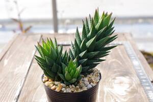 【充実株】ハオルチア ヘレー (=ヘレイ) Haworthia herrei 自家繁殖苗 多肉植物