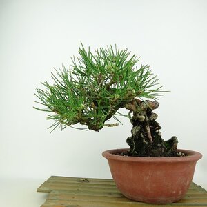 盆栽 松 黒松 樹高 約18cm くろまつ Pinus thunbergii クロマツ マツ科 常緑針葉樹 観賞用 小品 現品