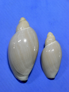 貝の標本 Marginella gigas set 2. 台湾