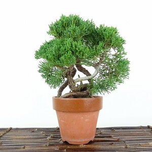 盆栽 真柏 樹高 約17cm しんぱく Juniperus chinensis シンパク “ジン シャリ” ヒノキ科 常緑樹 観賞用 小品 現品