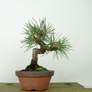 盆栽 松 黒松 樹高 約14cm くろまつ Pinus thunbergii クロマツ マツ科 常緑針葉樹 観賞用 小品 現品