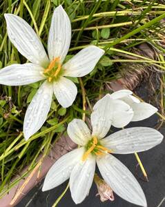 タマスダレ、８球、初夏から遅秋にかけ３から４ｃｍの花を次々開花、南米原産、耐寒性あり、遅くまで葉がある、裸で送ります 