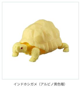 【ガチャガチャ】バンダイ いきもの大図鑑 インドホシガメ (アルビノ黄色種) かめ 亀 爬虫類 フィギュア リアル