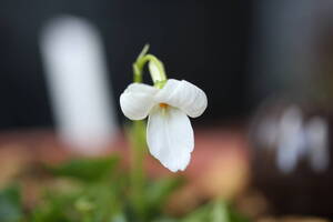 山野草　高山植物　白花タチツボスミレ　の種子　20粒　今年度採取