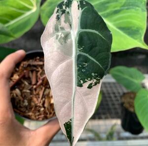 アロカシア　ワトソニアナ　ピンク斑入りAlocasia Watsoniana pink variegata 組織培養