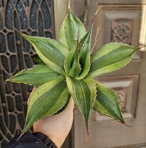 大きめ ワイド キラー オバティホリア　検（agave チタノタ　チタノータ　アガベ　オバティホリア　吉祥天好きにも