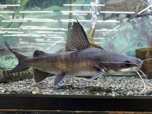 パプアンサーモンキャット　体長25センチほど　ナマズ　ハマギギ　熱帯魚