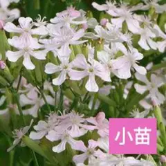 花苗　シレネサクラコマチ　6cmポット小苗④　一年草