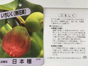 日本種 無花果 苗木