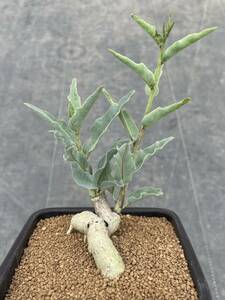 アデニア　レパンダ　挿木苗　adenia repanda 多肉植物