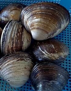 【北海北の味】　　北海道産　特大サイズ　活ホッキ貝　3ｋｇ詰め　8-10個入り　刺身・焼き物など