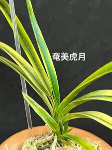 富貴蘭 ■ 奄美虎月 ■ 珍品