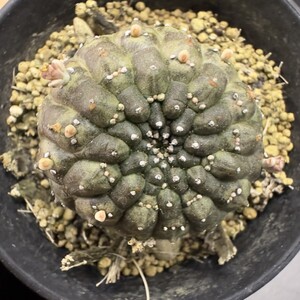 XX191 Euphorbia gymnocalycioides / ユーフォルビア ギムノカリキオイデス