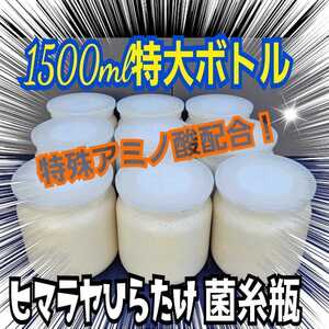 大型狙いに！1500ml特大サイズ☆極上！ヒマラヤひらたけ菌糸瓶☆トレハロース、ローヤルゼリー強化配合！国産オオクワガタ85mm羽化実績！