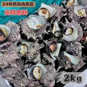 【送料無料】 冷凍サザエ(中)2kg石鯛　イシガキダイ　黒鯛　釣り餌　かぶせ釣り