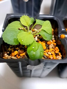 ①ペラルゴニウム カロリヘンリキ Pelargonium caroli-henrici 実生 特大株同士他家受粉種子による実生